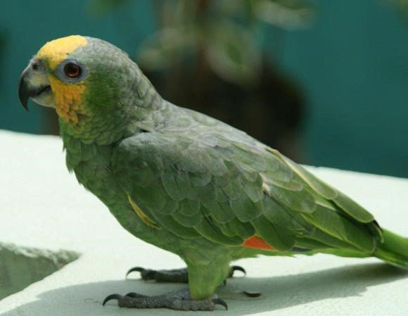 Amazon Orange-Winged - Image 3
