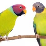 Plum-Headed Parakeet