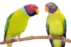 Plum-Headed Parakeet