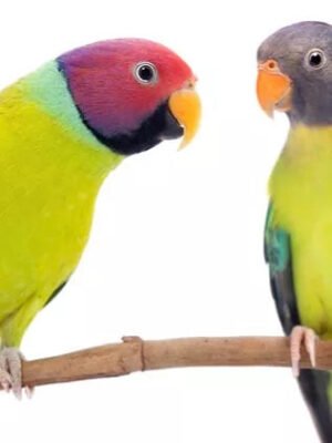 Plum-Headed Parakeet