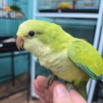 Quaker aka Monk Parakeet Green Pallid