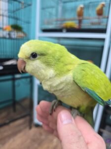 Quaker aka Monk Parakeet Green Pallid