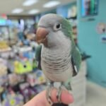 Quaker aka Monk Parakeet Turquoise