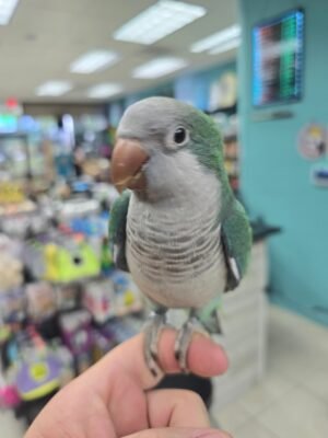 Quaker aka Monk Parakeet Turquoise