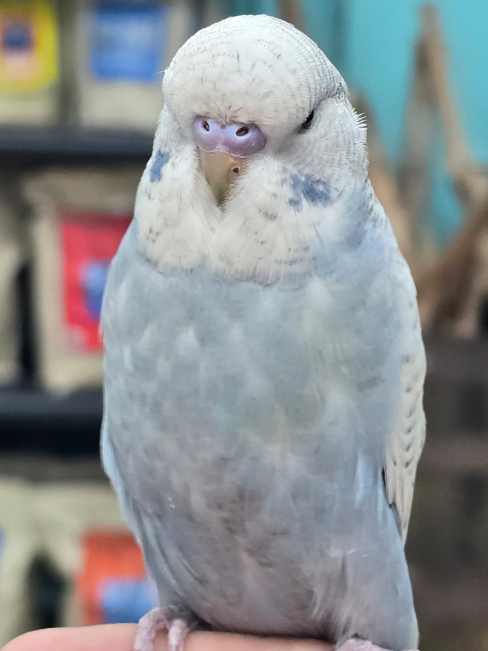 English Budgies -handfed - Image 4