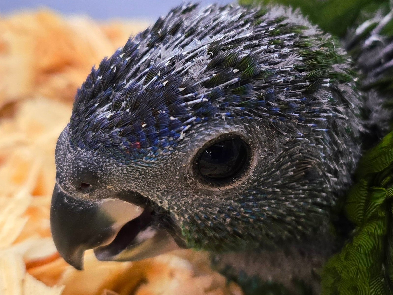 Pionus Blue Head - Image 2