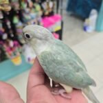 Conure Single factor Violet Mint Green Cheek