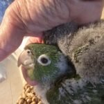 Conure Cherry Headed
