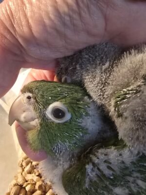 Conure Cherry Headed
