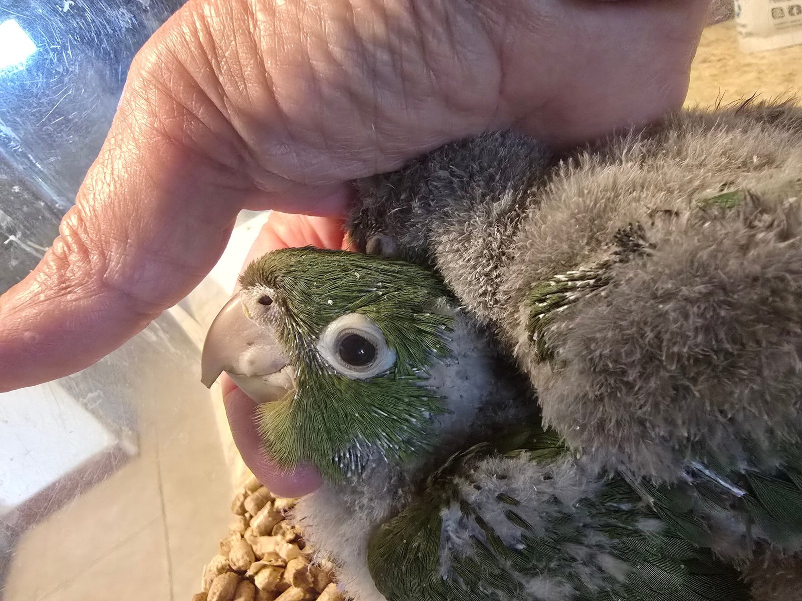 Conure Cherry Headed