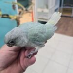 Conure Single factor Violet Opa-Mint Green Cheek158