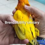 Conure Sun all high yellow
