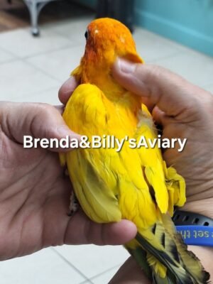 Conure Sun all high yellow
