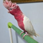 COCKATOO LUTINO ROSE BREASTED