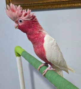 COCKATOO LUTINO ROSE BREASTED