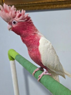 COCKATOO LUTINO ROSE BREASTED