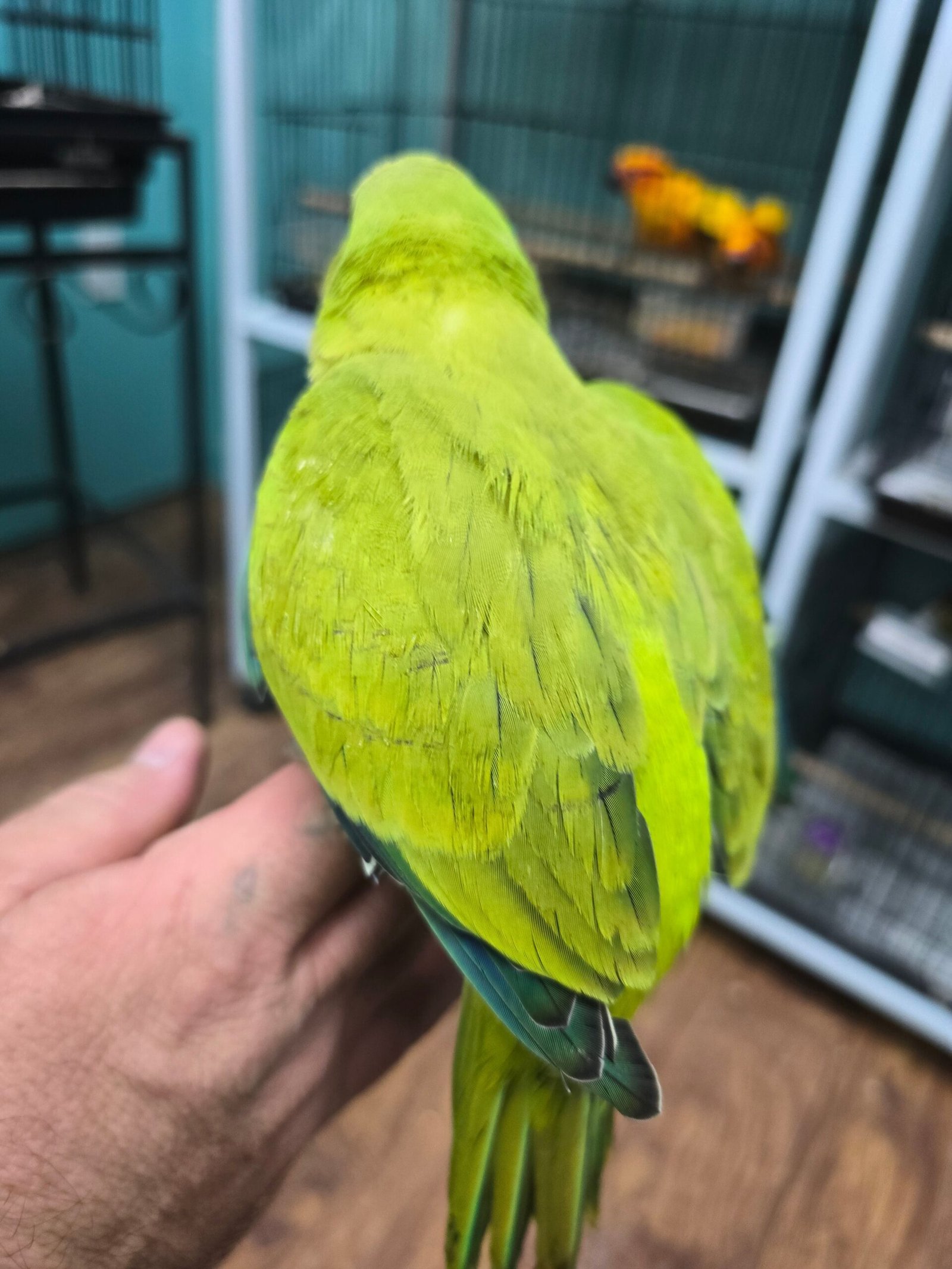 Quaker aka Monk Parakeet Green Pallid - Image 2