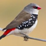 Finch Diamond firetail