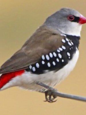 Finch Diamond firetail