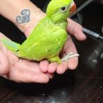 Indian Ringneck Green Harlequinn aka Chatter-box parrot