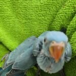 Indian Ringneck Blue aka Chatter-box parrot