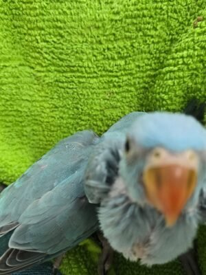 Indian Ringneck Blue aka Chatter-box parrot