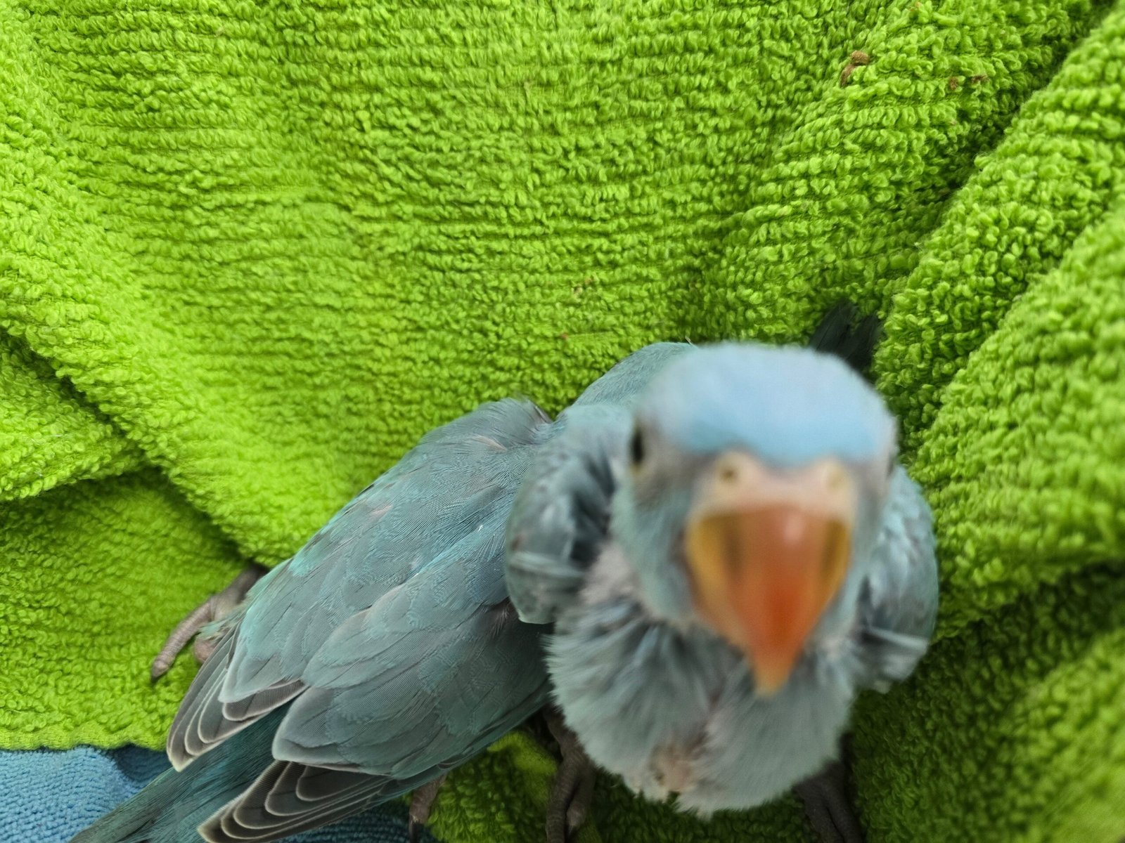 Indian Ringneck Blue aka Chatter-box parrot