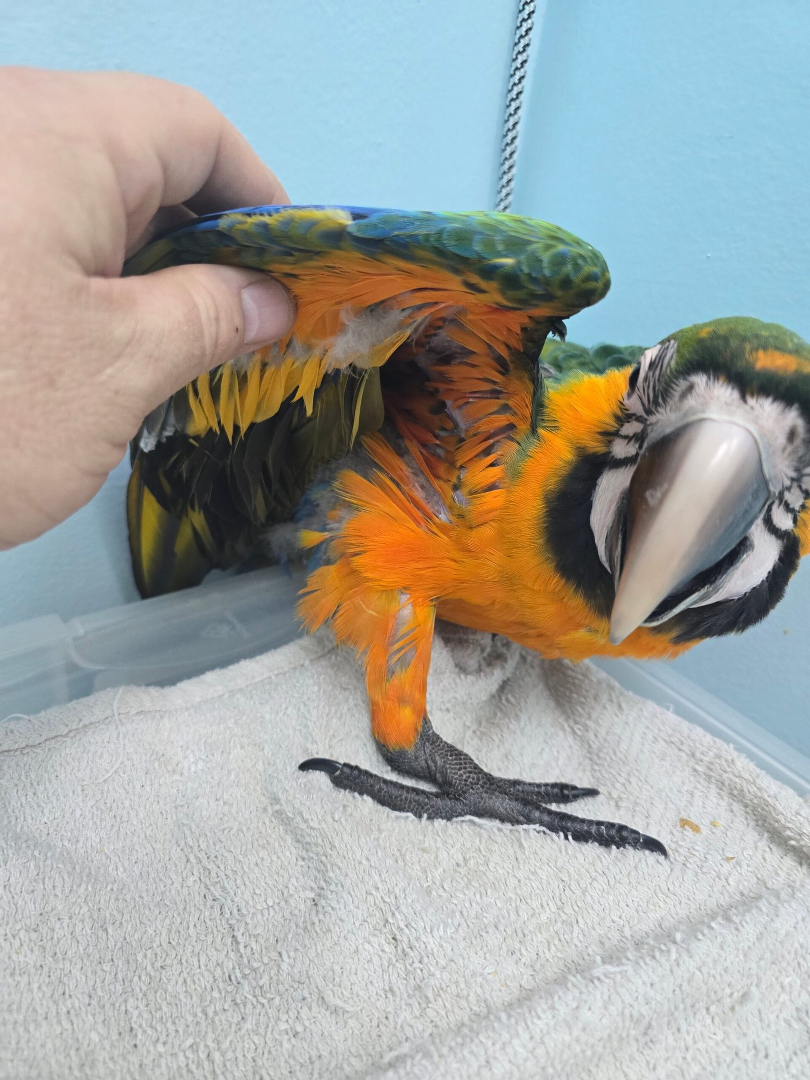 Macaw Camelot - Image 3
