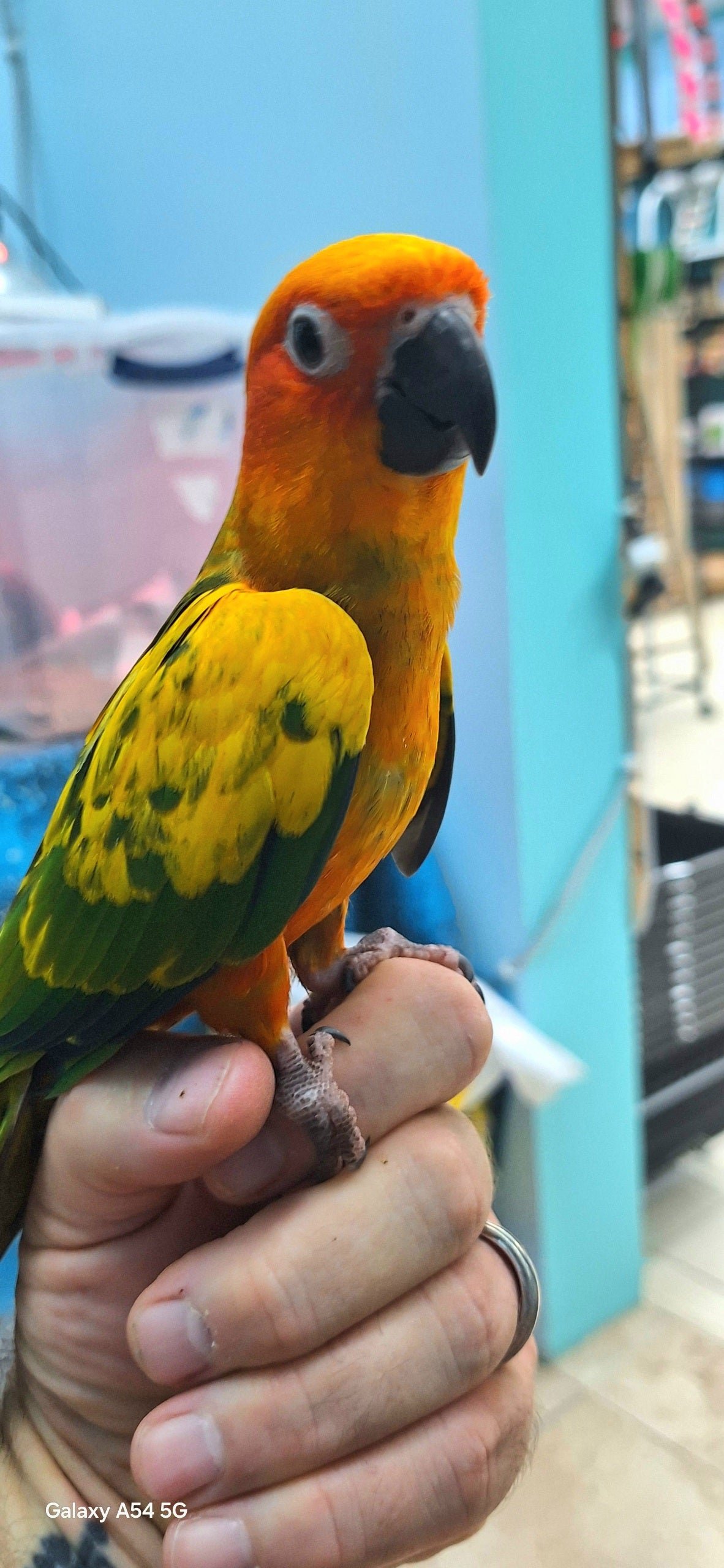 Conure Sun Normal - Image 2