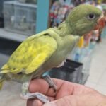 Indian Ringneck Violet Green Harlequin aka Chatter-box parrot