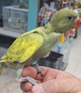 Indian Ringneck Violet Green Harlequin aka Chatter-box parrot