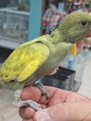 Indian Ringneck Violet Green Harlequin aka Chatter-box parrot