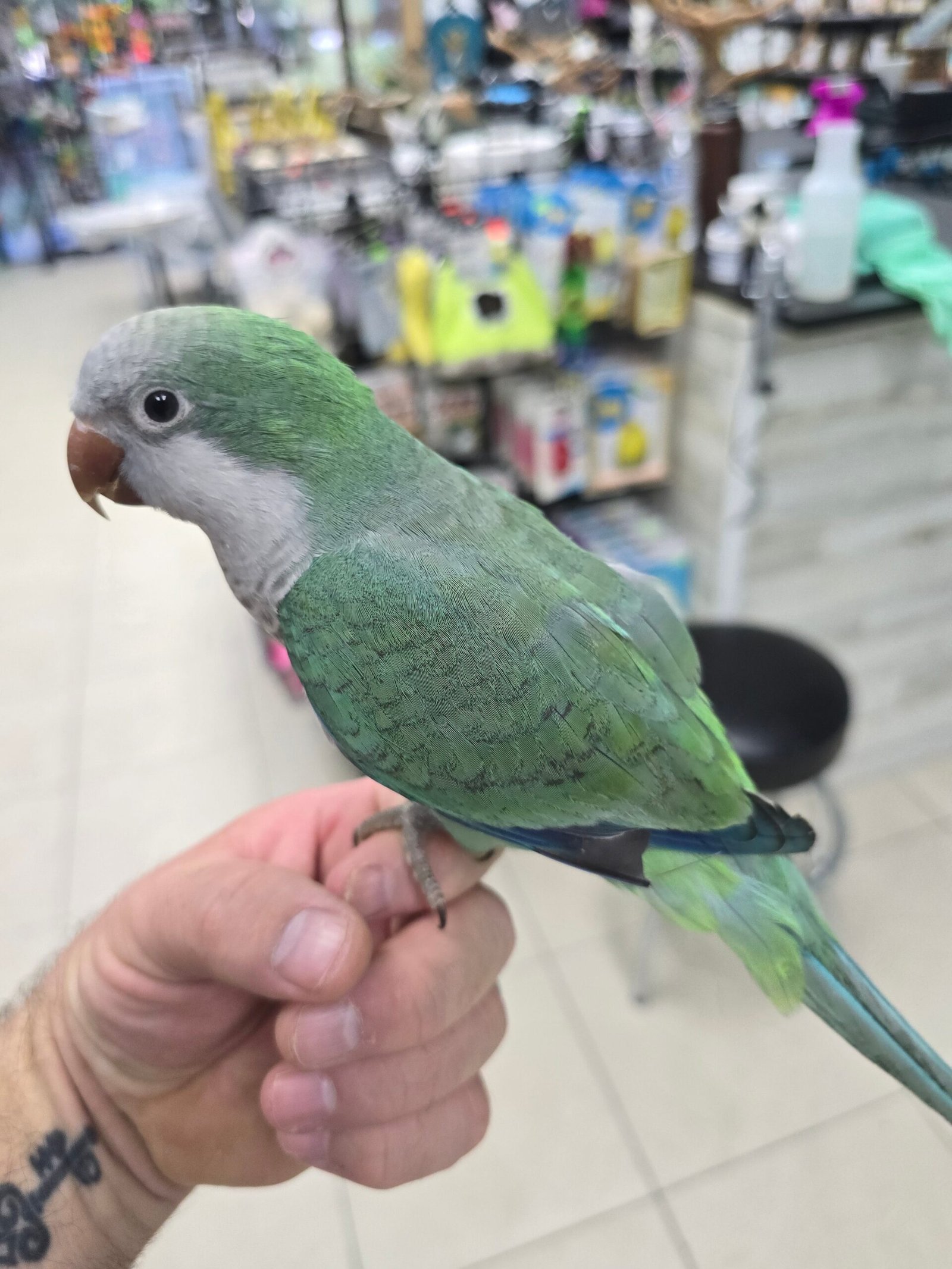 Quaker aka Monk Parakeet Turquoise - Image 2