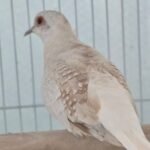 Diamond Doves