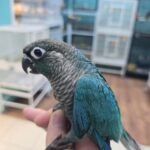 Conure Single factor Violet Green Cheek