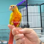 Conure Red dominant Cinnamon dilute green cheek