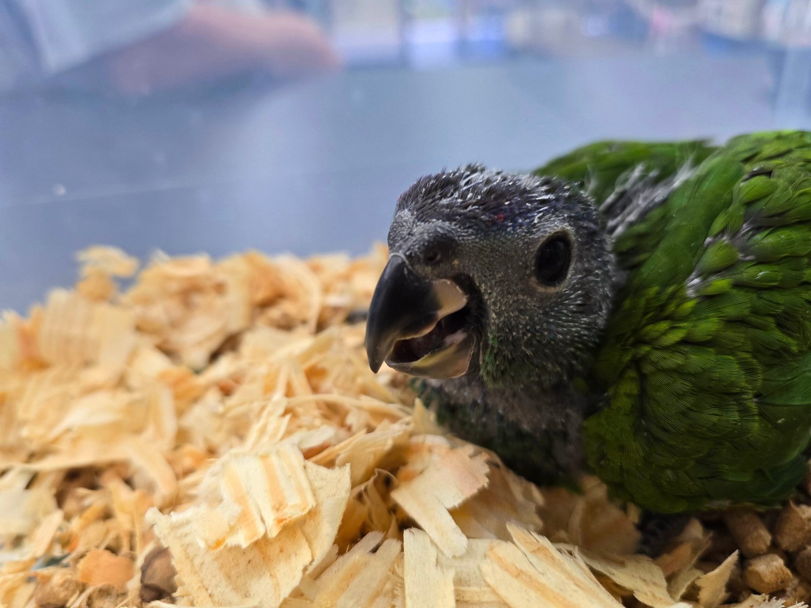 Pionus Blue Head - Image 3