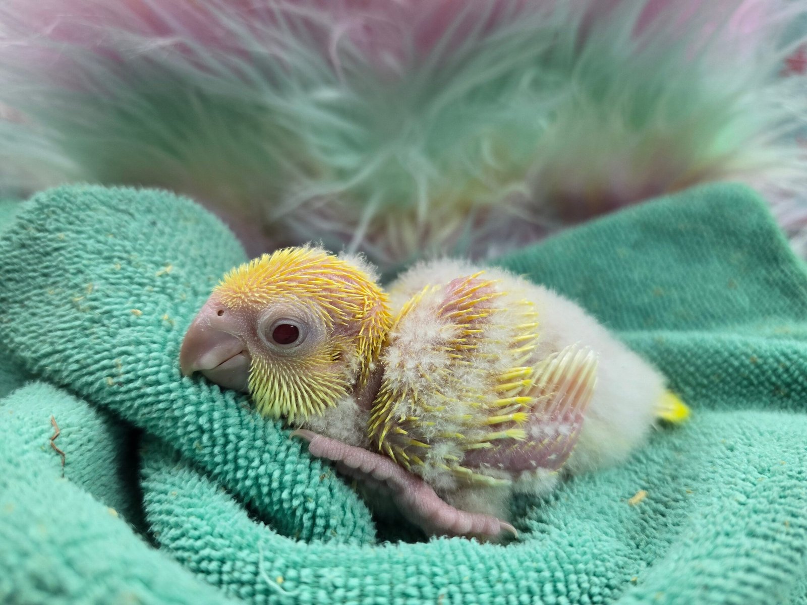Quaker aka Monk Parakeet Lutino - Image 2