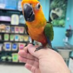 Conure Jenday