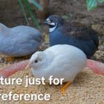 Button Quail