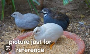 Button Quail