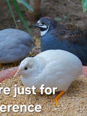 Button Quail