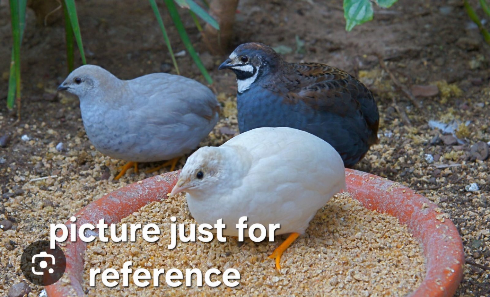 Button Quail