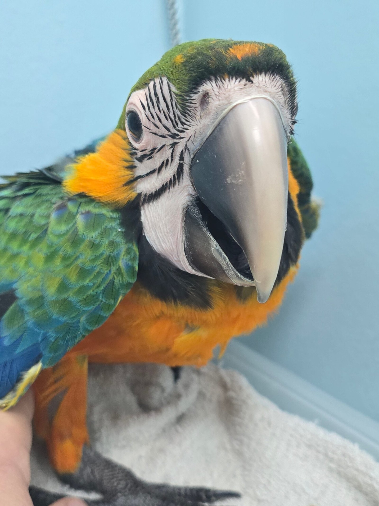 Macaw Camelot - Image 2