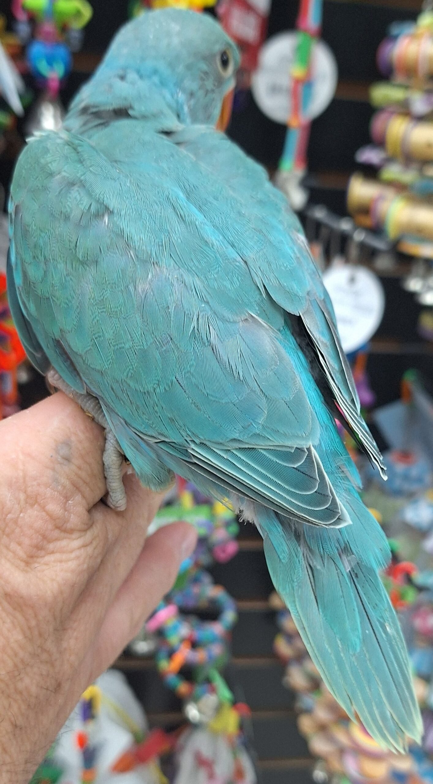 Indian Ringneck Emerald aka chatterbox parrot - Image 2