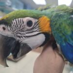 Macaw Camelot