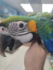Macaw Camelot