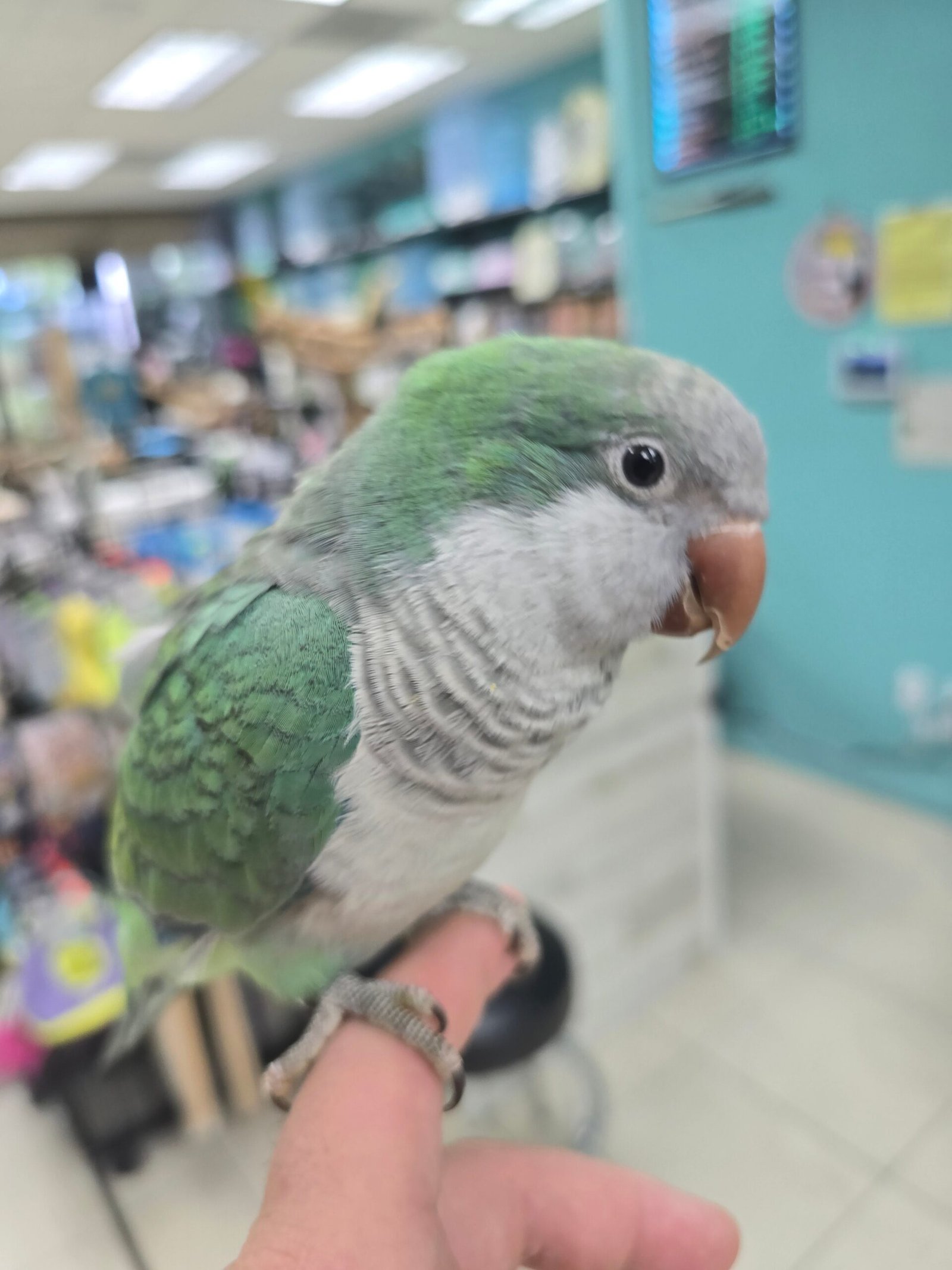 Quaker aka Monk Parakeet Turquoise - Image 3
