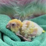 Quaker aka Monk Parakeet Lutino