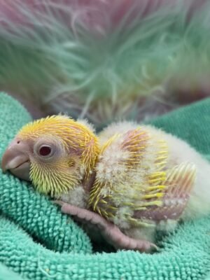 Quaker aka Monk Parakeet Lutino